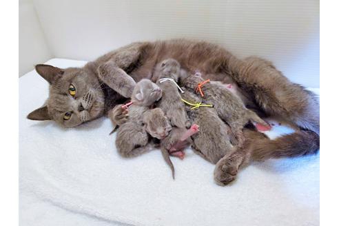 販売中のブリティッシュショートヘアの親猫